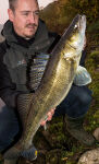 4" Walleye Assassin