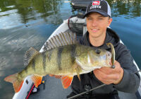 3.75" SwimFish