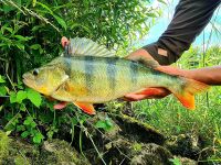 3.5" Easy Shiner